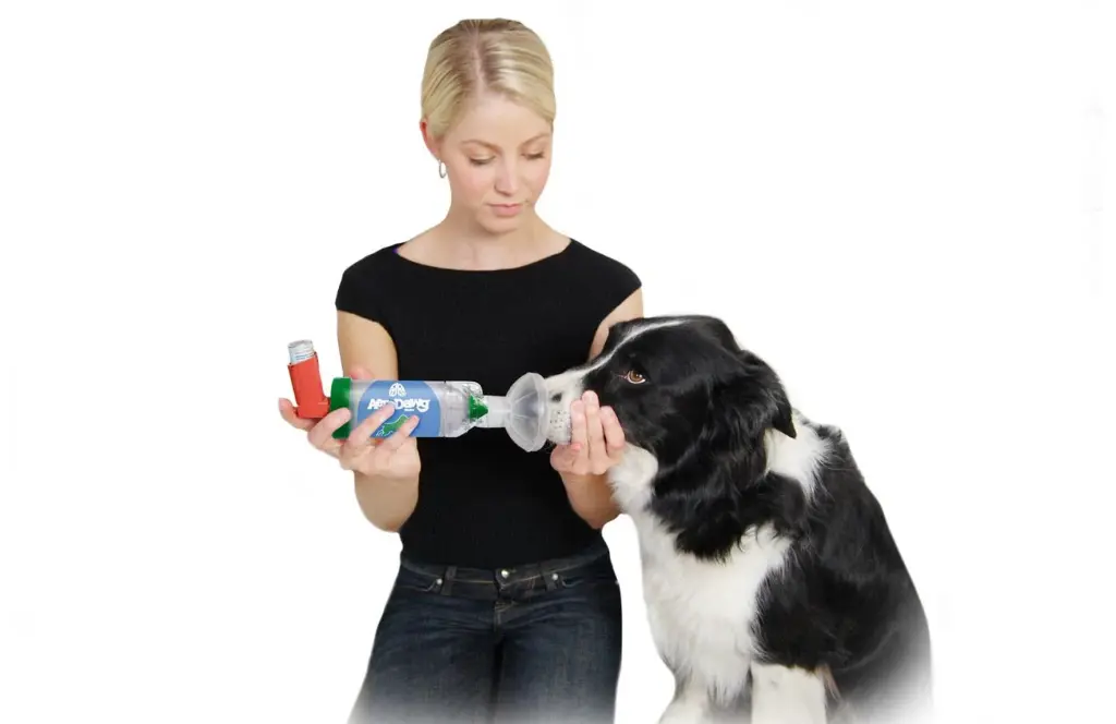 aerodawg-in-use-2.webp